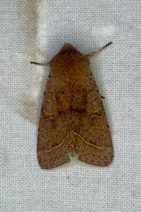 <i>Orthosia cerasi</i>