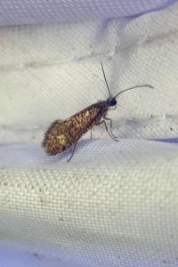 <i>Dyseriocrania subpurpurella</i>