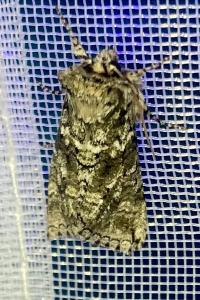 <i>Polyploca ridens</i>