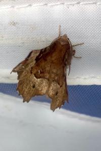 <i>Selenia tetralunaria</i>