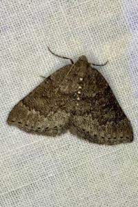 <i>Aleucis distinctata</i>