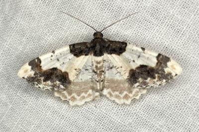 <i>Ligdia adustata</i>