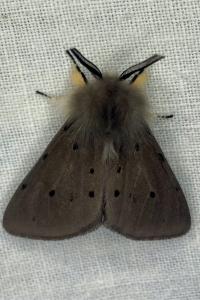 <i>Diaphora mendica</i>