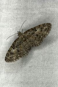<i>Eupithecia abbreviata</i>