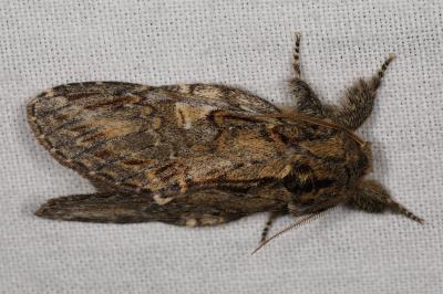 <i>Peridea anceps</i>