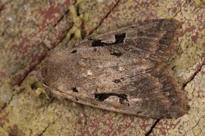 <i>Orthosia gothica</i>