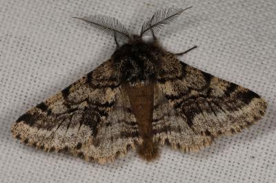 <i>Lycia hirtaria</i>