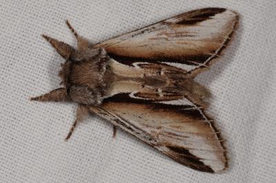 <i>Pheosia gnoma</i>