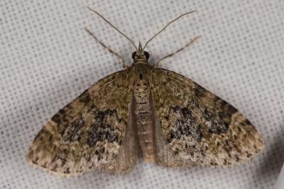 <i>Acasis viretata</i>