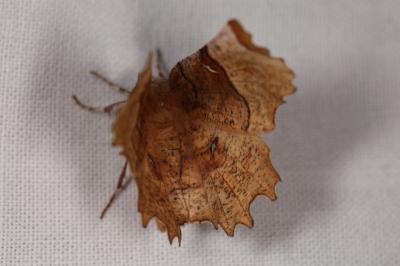 <i>Selenia lunularia</i>