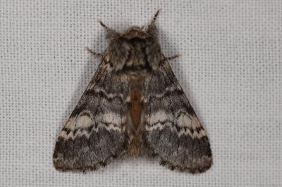 <i>Drymonia ruficornis</i>