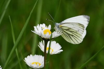 <i>Pieris napi</i>