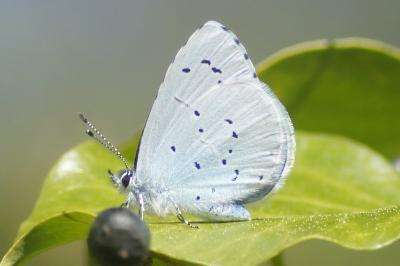 <i>Celastrina argiolus</i>
