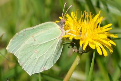 <i>Gonepteryx rhamni</i>