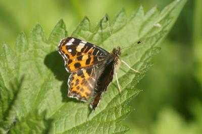 <i>Araschnia levana</i>
