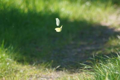 <i>Gonepteryx rhamni</i>