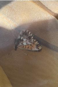 <i>Boloria dia</i>