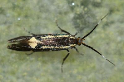 <i>Esperia sulphurella</i>