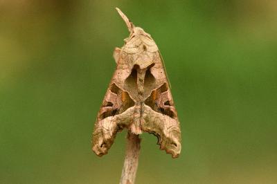 <i>Phlogophora meticulosa</i>