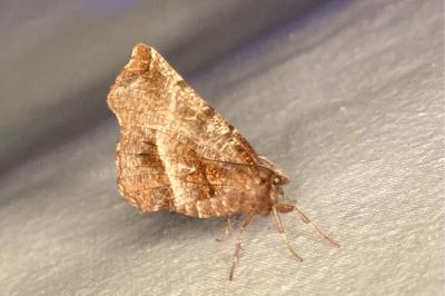 <i>Selenia dentaria</i>