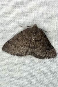 <i>Aleucis distinctata</i>