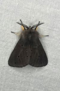 <i>Diaphora mendica</i>