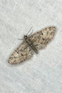 <i>Eupithecia dodoneata</i>