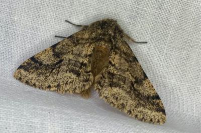 <i>Lycia hirtaria</i>