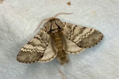 <i>Drymonia ruficornis</i>