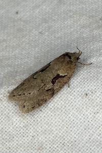 <i>Semioscopis steinkellneriana</i>