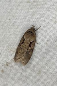 <i>Semioscopis steinkellneriana</i>