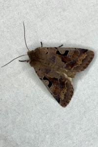 <i>Orthosia gothica</i>