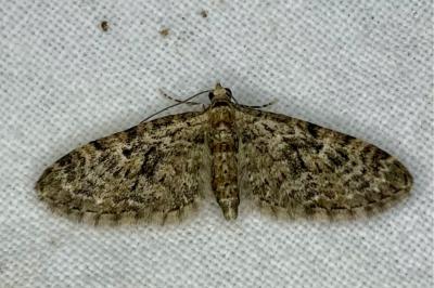 <i>Eupithecia dodoneata</i>