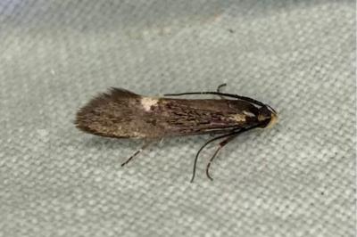 <i>Esperia sulphurella</i>