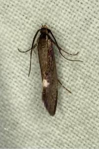 <i>Esperia sulphurella</i>
