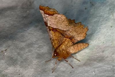 <i>Selenia lunularia</i>