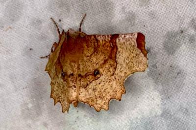 <i>Selenia lunularia</i>