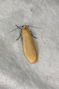 <i>Wittia sororcula</i>