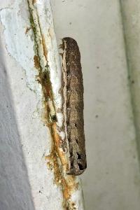 <i>Axylia putris</i>