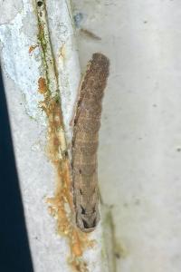 <i>Axylia putris</i>