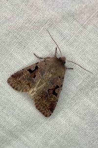 <i>Orthosia gothica</i>