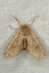 <i>Orthosia cruda</i>