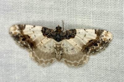 <i>Ligdia adustata</i>