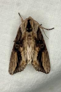 <i>Egira conspicillaris</i>