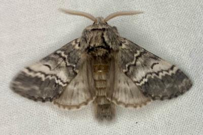 <i>Drymonia ruficornis</i>