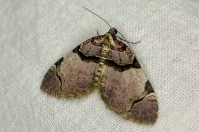 <i>Anticlea derivata</i>