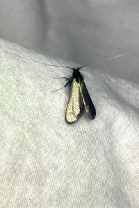 <i>Adela reaumurella</i>