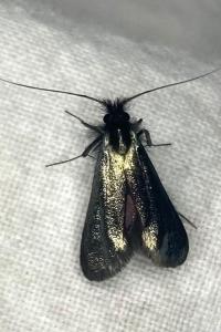 <i>Adela reaumurella</i>