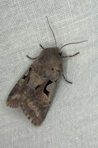 <i>Orthosia gothica</i>