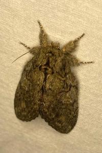 <i>Peridea anceps</i>